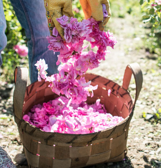 rose picking in karavelovo